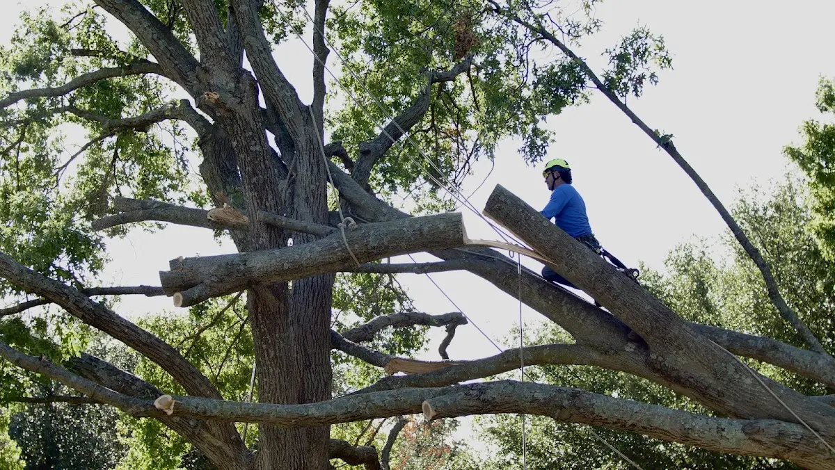 Professional Hazardous Tree Removal performed by certified arborists in Hopedale