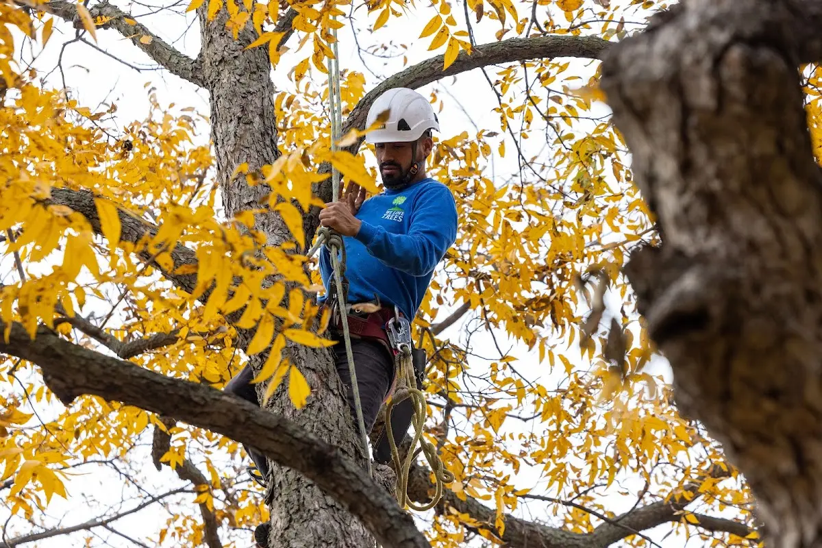 Skilled Tree Transplanting crew working in Hopedale